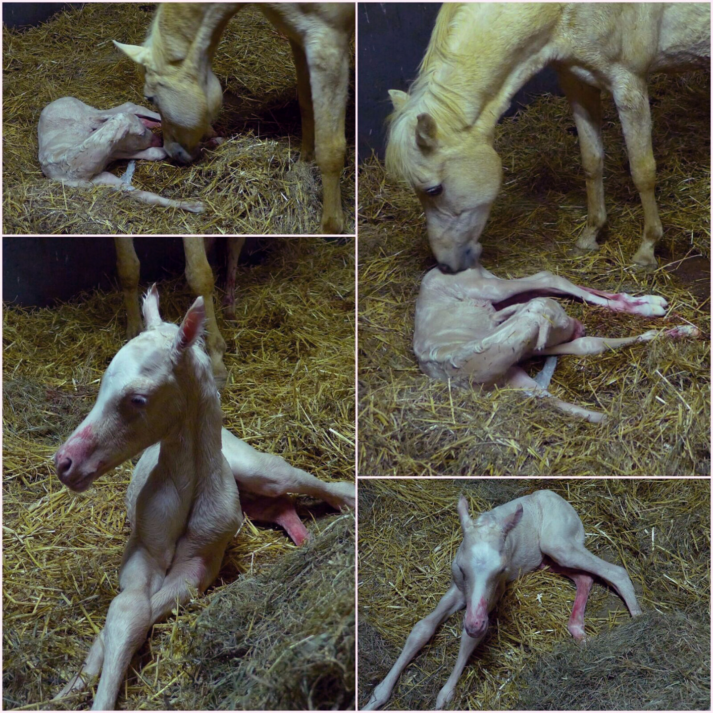 Calimero nach der Geburt am 19.03.2016