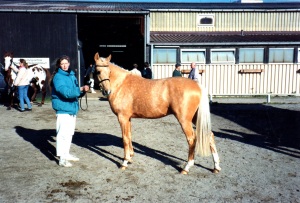 Darino Gold - Reitponyzucht Bröskamp