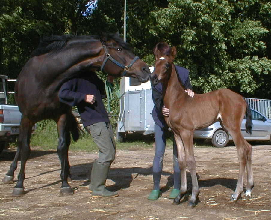 Donja 1 Tag alt