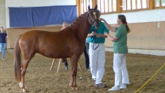 Stutenschau mit Georgina und Dijon´s Dana im August 2015