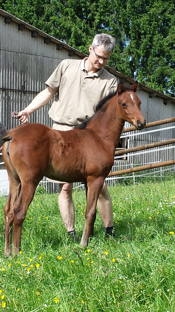 Uwe Bröskamp mit Saphira
