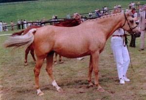 Golden Elly (Mutter von Dorlino-Gold)