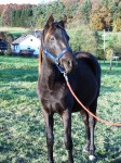 Damira (Darino-Gold / Danny Black)