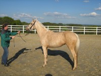 VBPRST Golden Devina (Darino-Gold / Danny Black)