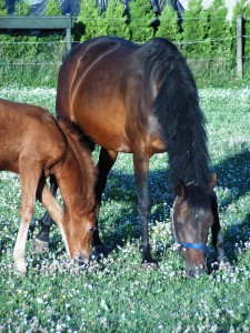 Daily-Joy auf dem Bild mit Diamant