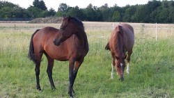 LSTB/D Daily-Joy (Danny Black / Small Land Mambrino)