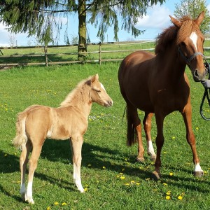 Golden Cayenne und Dorry-Doo