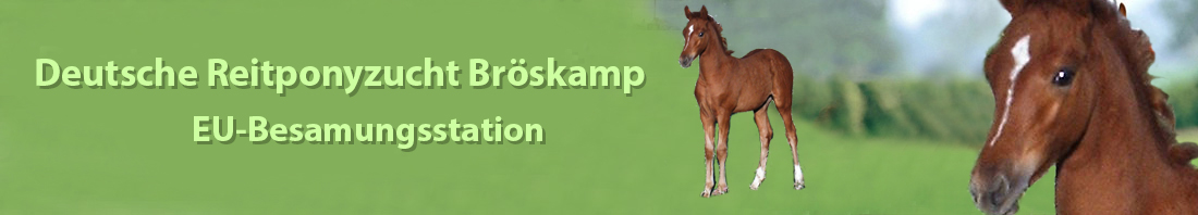 Reitponys Bröskamp