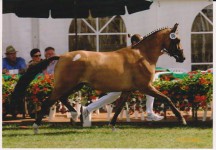 Golden Darina (Darino-Gold / Dornik B)